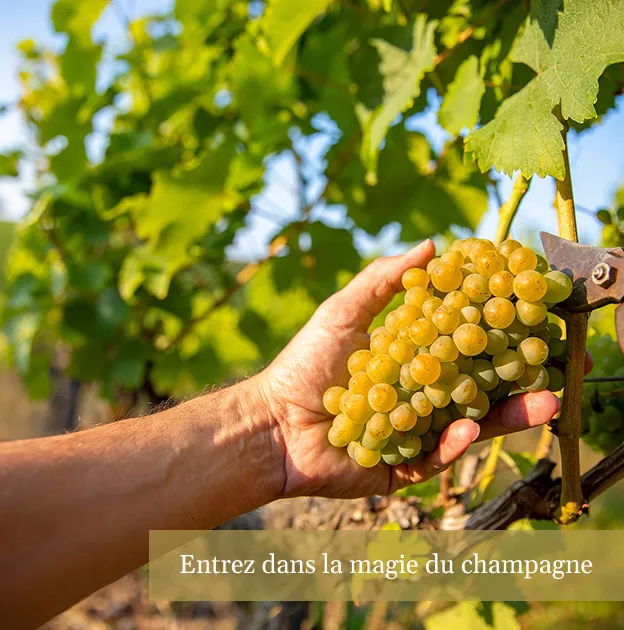 domaine viticole à Dormans près d'Epernay dans la Marne 51