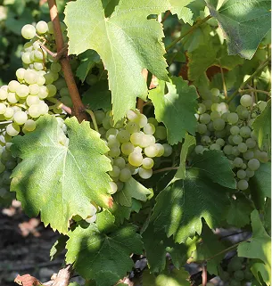 domaine champenois à Dormans près d'Epernay dans la Marne 51