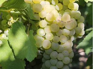 recolte viticole champagne à Dormans près d'Epernay dans la Marne 51