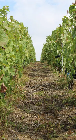 producteur de champagne à Dormans près d'Epernay dans la Marne 51