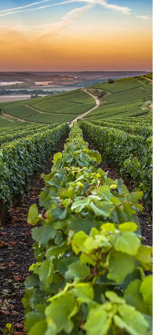 visite domaine viticole champagne à Dormans près d'Epernay dans la Marne 51